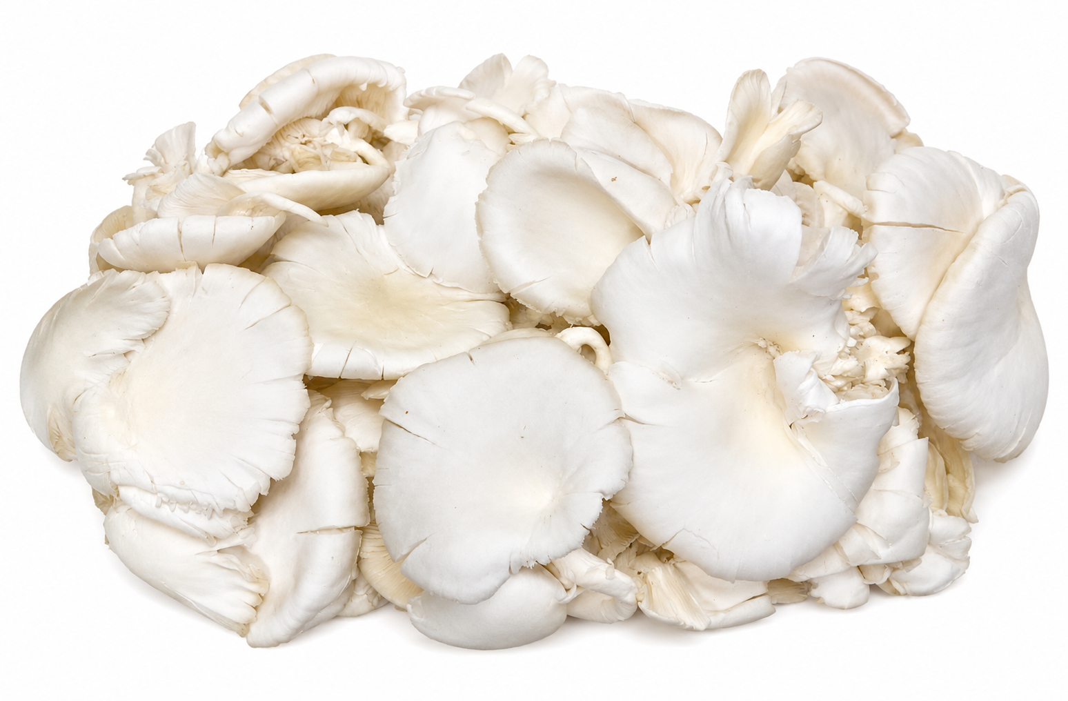Mashroom